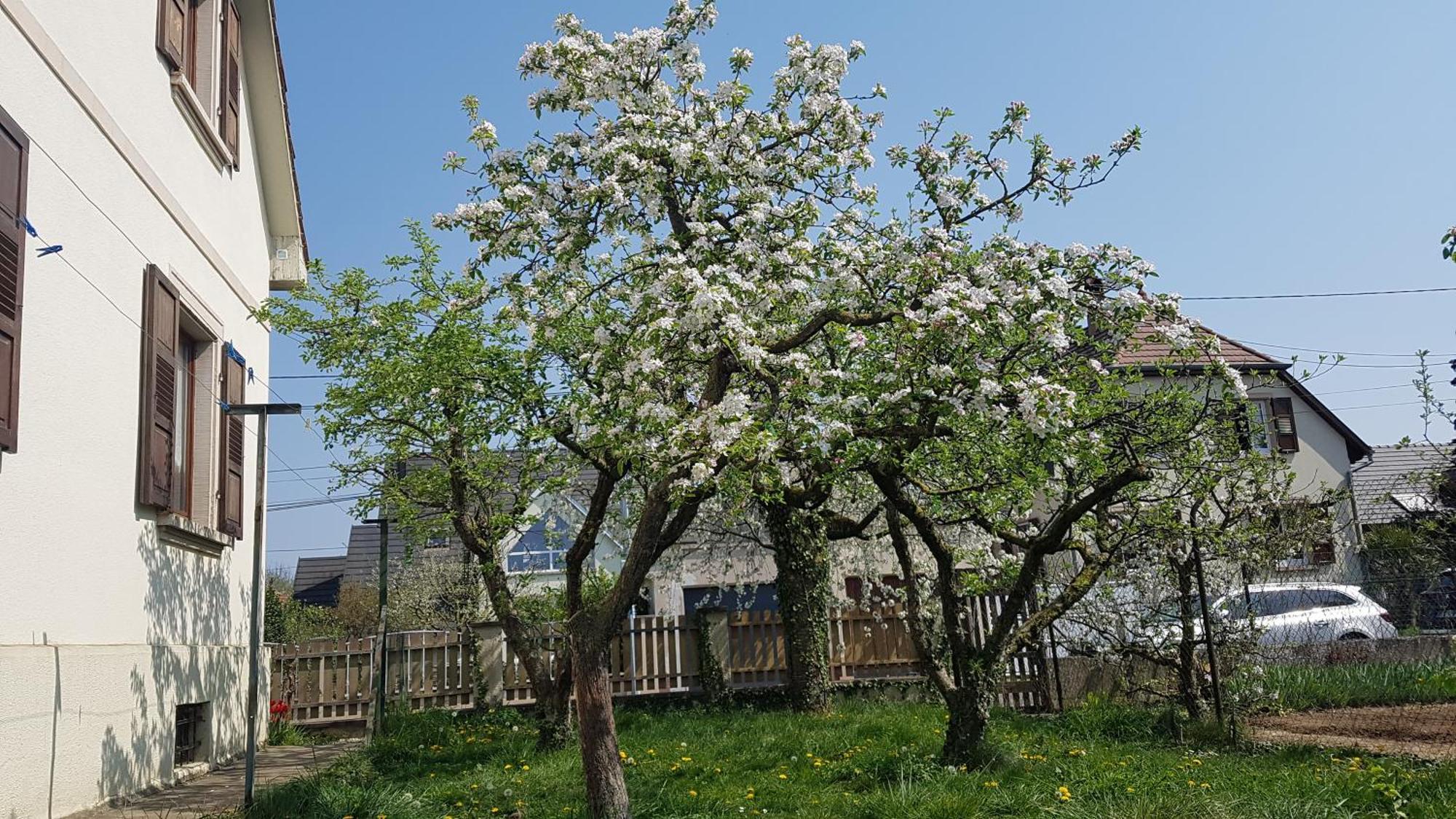 Maison Les 3 Roses Wolfisheim 외부 사진